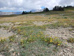 Astragalus shultziorum