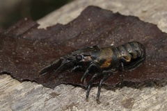 Faxonius virginiensis