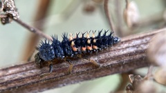 Harmonia axyridis