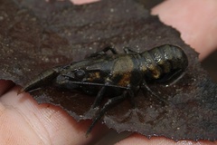 Faxonius virginiensis