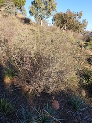 Calicotome spinosa