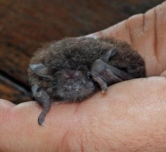 Myotis nigricans