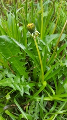 Taraxacum officinale