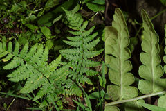 Deparia
