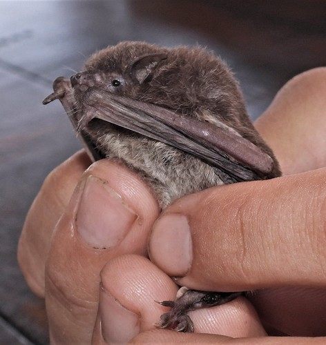 Silver-tipped Myotis