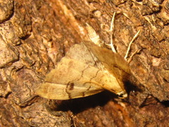 Micreremites pyraloides