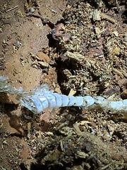 Lampropeltis triangulum