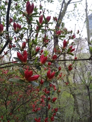 Rhododendron indicum