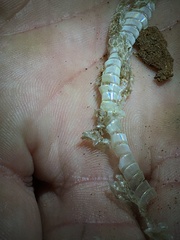 Lampropeltis triangulum