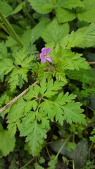 Geranium robertianum