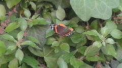 Vanessa atalanta