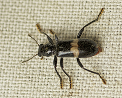 Orthrius sepulcralis