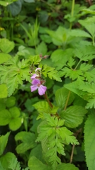 Geranium robertianum