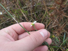 Boltonia apalachicolensis