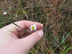 Boltonia apalachicolensis