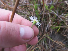 Boltonia apalachicolensis