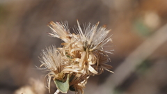 Brickellia desertorum
