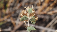 Brickellia desertorum