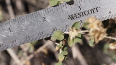 Brickellia desertorum