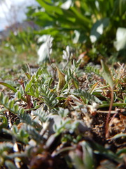 Astragalus shultziorum