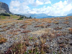 Astragalus shultziorum