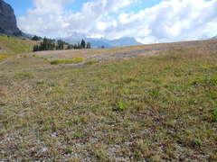 Astragalus shultziorum