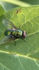 Lucilia