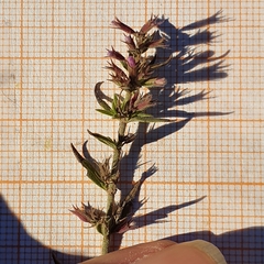 Micromeria graeca