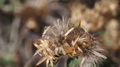 Brickellia desertorum