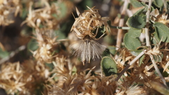 Brickellia desertorum