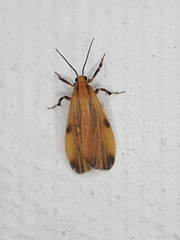 Lycomorphodes sordida