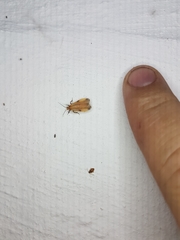 Lycomorphodes sordida