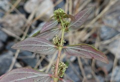 Euphorbia hirta image