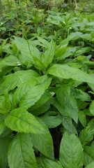 Mercurialis perennis