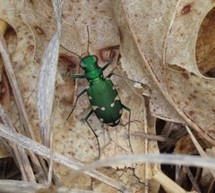 Cicindela patruela