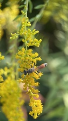 Sphecidae