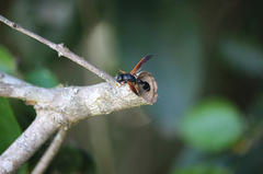 Protodiscoelius merula