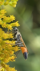 Sphecidae