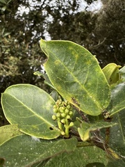 Prunus buxifolia