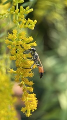 Sphecidae
