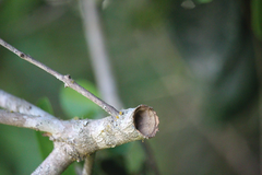 Protodiscoelius merula