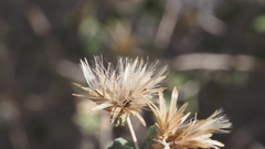 Brickellia desertorum