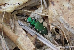 Cicindela patruela