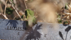 Brickellia desertorum