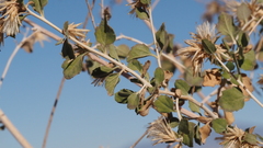 Brickellia desertorum