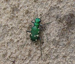 Cicindela patruela