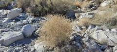 Brickellia desertorum