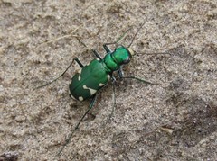 Cicindela patruela