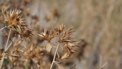 Brickellia desertorum