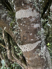 Prunus buxifolia